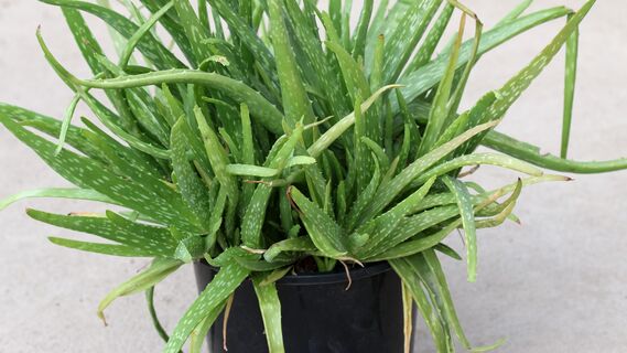 Как приготовить удобрение из алоэ