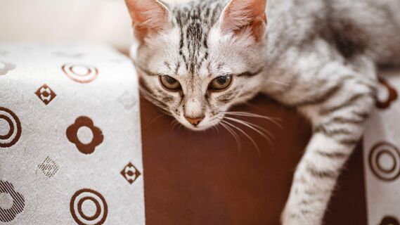 Кот мигом перестанет метить территорию