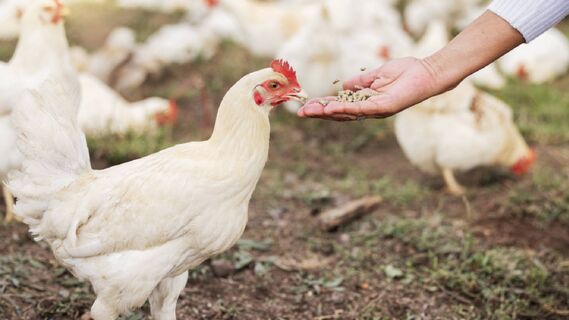 Россияне обожают этот продукт, а венгры продают его в зоомагазинах