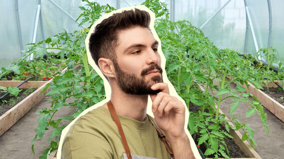 Что нельзя сажать после больных помидоров
