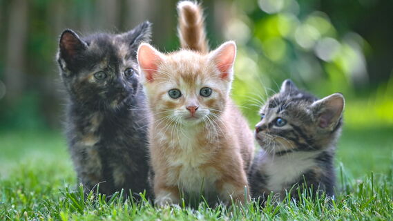 Котята