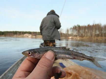 Озеро, рыба, корюшка, рыбаки, лодка, снасти, удочка