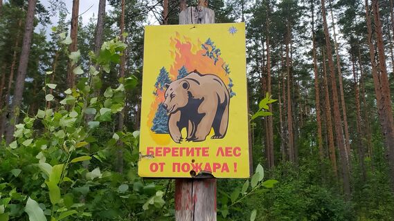Биолог призвал людей быть сознательными и отказаться от костров ради спасения леса