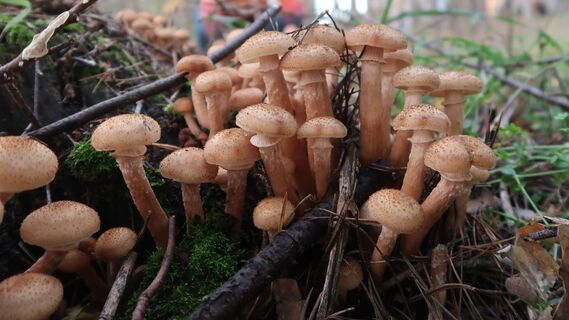 Не просто грибы: в Роспотребнадзоре посоветовали есть опята ради неожиданной пользы организму