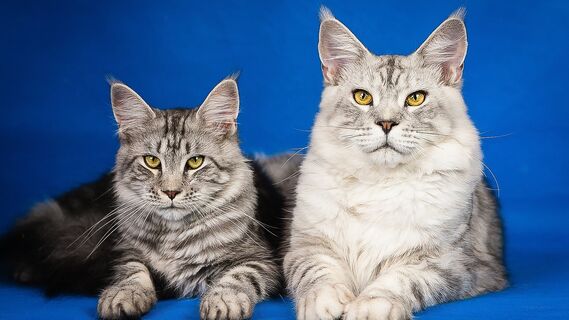 «Не все коту масленица»: российские кошки остались без элитных кормов