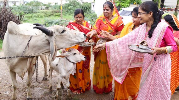 Священное животное: почему в Индии коров почитают больше собственных матерей