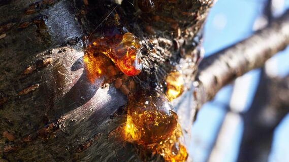 Желтая камедь не просто так выступает на стволах деревьев
