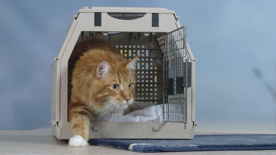 Почему коты топчутся на одном месте