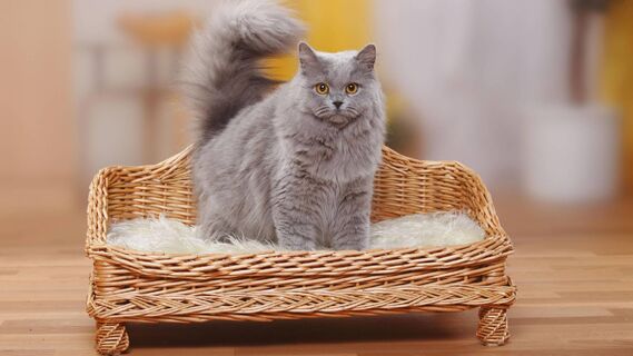 Что делать, если кошка метит квартиру