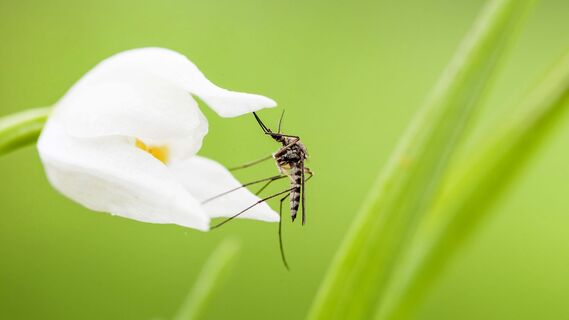 На какие продукты слетаются комары