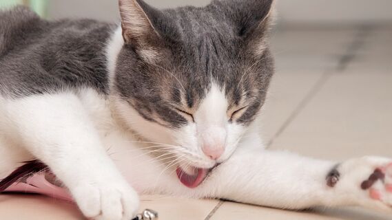 Почему кошки вылизываются и когда это должно насторожить