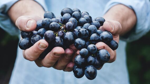 Сколько винограда можно съедать в день: ответ врача расстроит многих