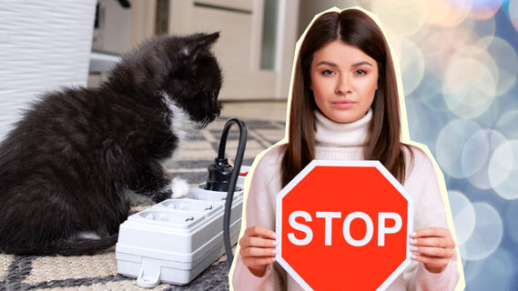 Как отвадить кота от проводов