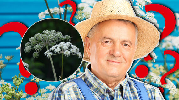 Как уничтожить борщевик