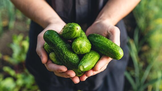 Как часто поливать огурцы