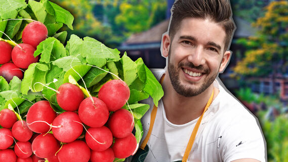 Лучшие дня для посадки редиса