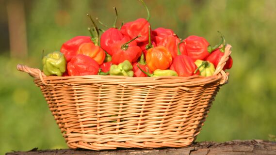 Чем удобрять перцы, чтобы выросли мясистыми