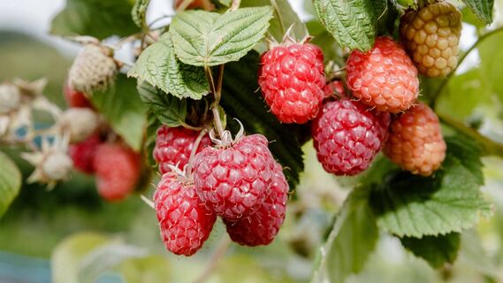 Ошибки при выращивании малины