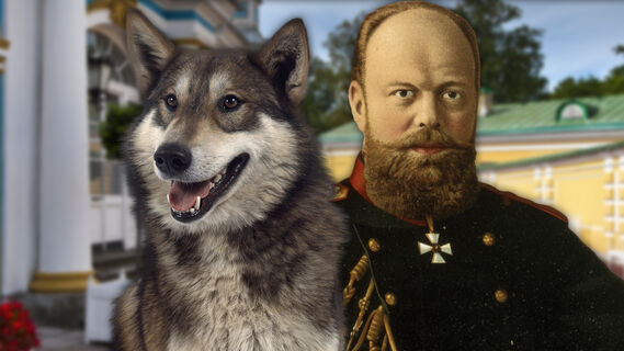 Лайка, Александр III