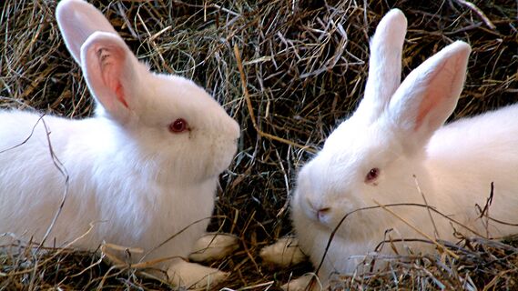 Принят закон, по которому на дачах можно выращивать кроликов и птиц