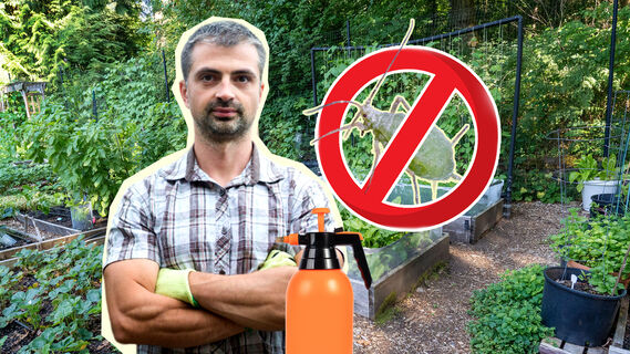 Как избавиться от тли