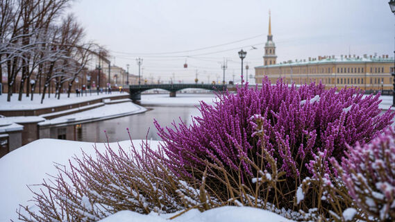 Вереск