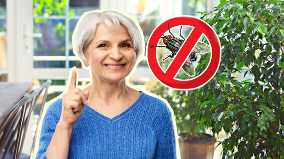 Как избавиться от мух с помощью народных средств