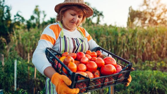 Эти сорта овощей хорошо себя зарекомендовали