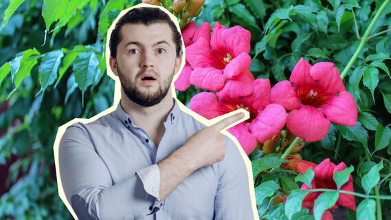 Преимущества лианы кампсис