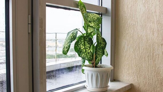 Диффенбахия превратится в пышный куст 
