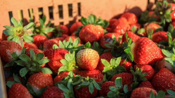 Поможет самый обычный продукт из холодильника