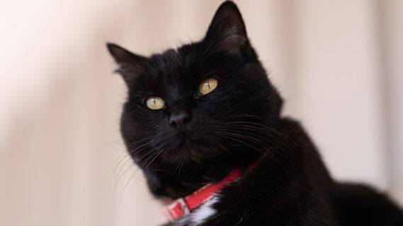 Кот рассорил соседей