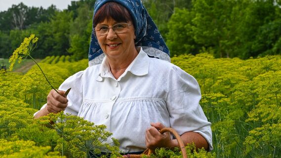 Правила посадки укропа