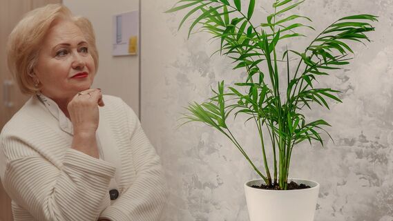 Ухаживайте за хамедореей правильно