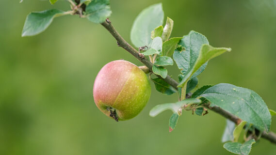Еще можно спасти: эксперт объяснил, как эффективно защитить яблоню от заморозков