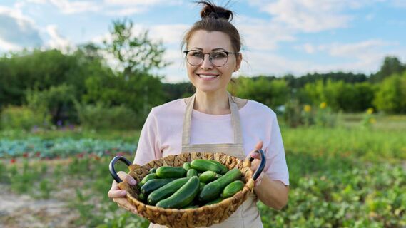Ранние огурцы порадуют хорошим урожаем
