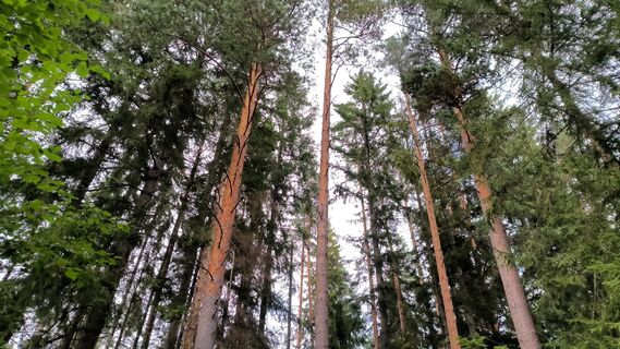 Гряда Вярямянселькя: как добраться до ледникового наследия на Карельском перешейке