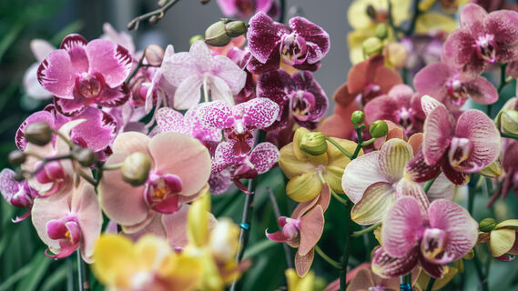 Чахлые орхидеи через неделю покроются десятками бутонов: вот чем их нужно полить