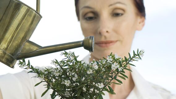 Простой рецепт средства для защиты растений от насекомых