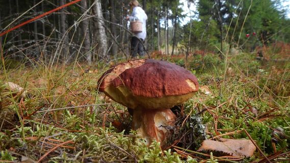 Одной 70, а другой 74 года: пенсионерки-грибницы устроили перестрелку в лесу под Петербургом