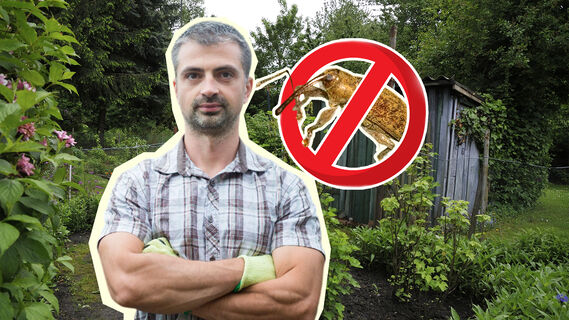 Какая ловушка поможет избавиться от вредителей в саду