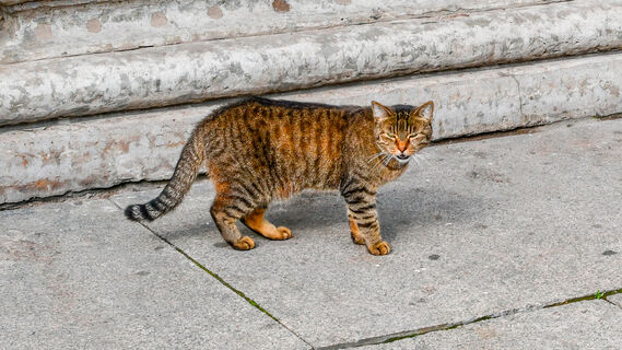 Спасатели сняли с дерева кошку в Петербурге, которая несколько раз сбегала от хозяев