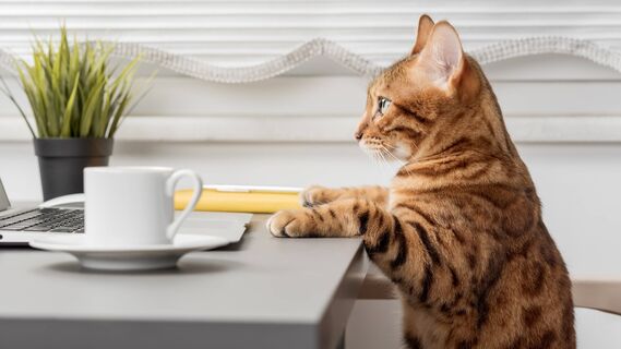 Как научить кота не воровать еду