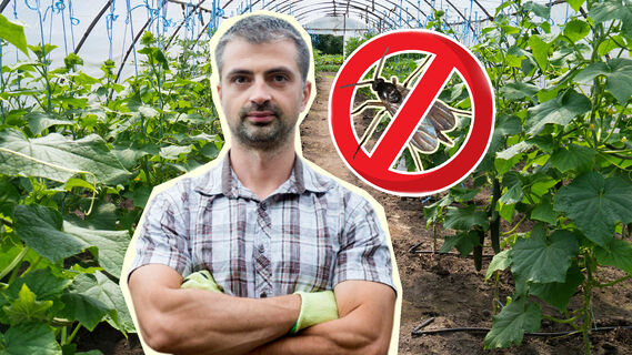 Народное  средство от огуречного комарика
