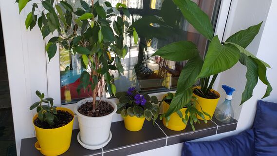 Комнатные цветы на подоконнике
