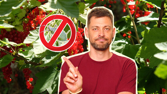 Он доступен любому дачнику