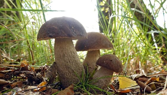 Простой и экологичный способ вырастить грибы 