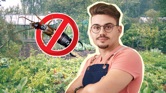 Как соорудить ловушку для уховертки