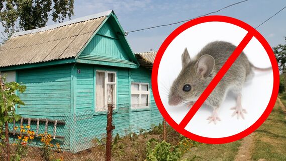 Как защитить дачный дом от грызунов