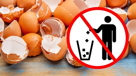 Не спешите выбрасывать скорлупу от яиц 